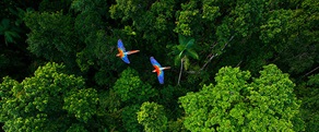 Brother earth photograph taken of children playing in the rainforrest village
